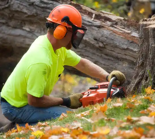 tree services Hazel